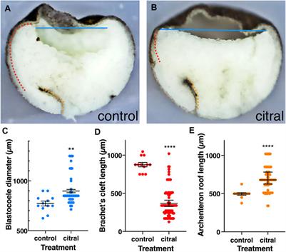 Retinoic Acid is Required for Normal Morphogenetic Movements During Gastrulation